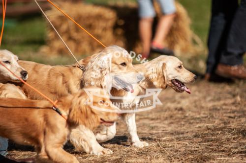 herefordshire_countryside_fair_lowRes-30